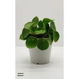 Pilea Peperomioides Çin Para Bitkisi 10-20 Cm