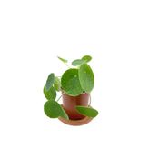 Pilea Peperomioides Çin Para Bitkisi Orta Boy 10-20 Cm