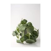 Pilea Peperomioides / Çin Para Çiçeği 10-20 Cm