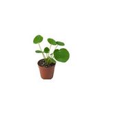 Pilea Peperomioides Çin Para Çiçeği Çin Para Bitkisi