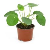 Pilea Peperomioides- Para Bitkisi (12 Cm Saksıda)