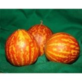 PLUM GRANNY KAVUN TOHUMU