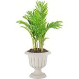 Poliva Home 6 Litre Kirli Beyaz Plastik Nergis Saksı Seti Yuvarlak Modern Tasarım