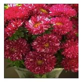 Pompon Fire Beacon Aster Çiçeği Tohumu(50 Tohum)
