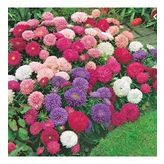 Pompon Rose Aster Çiçeği Tohumu(50 Tohum)