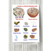 Postermanya Hücre Eğitim 90x130 cm Poster