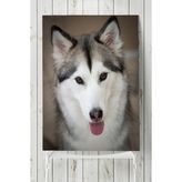Postermanya Husky Hayvan 50x70 cm Poster