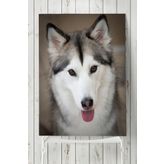 Postermanya Husky Hayvan 60x90 cm Poster