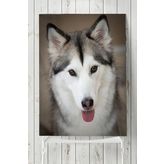 Postermanya Husky Hayvan 90x130 cm Poster
