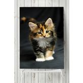 Postermanya Kedi Hayvan 2 30x40 cm Poster