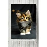 Postermanya Kedi Hayvan 2 50x70 cm Poster