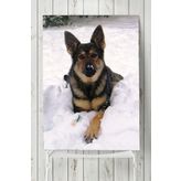 Postermanya Kurt Köpeği Hayvan 40x60 cm Poster