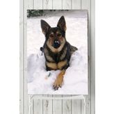 Postermanya Kurt Köpeği Hayvan 50x70 cm Poster