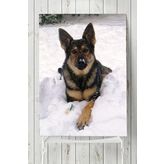 Postermanya Kurt Köpeği Hayvan 90x130 cm Poster