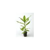 Prime Dracaena Sanderiana Saksı Canlı Bitki