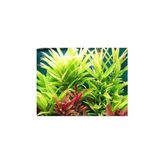 Prime Nomaphila Siamensis Saksı Canlı Bitki TR-B098