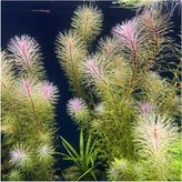 Prime Rotala Bossi Saksı Canlı Bitki - Option-1