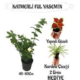 Rafta Bitkim Sende Mis Kokulu Katmerli Ful Yasemin 40-60CM + Yaprak Güzeli Kurdele Çiçeği Hediyeli