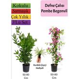 Rafta Defne Çalısı+Pembe Begonvil+ Kurdele Çiçeği Hediyeli - 1 Adet