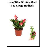 Rafta Gardenbox Kırmızı Buz Çiçeği, Saksı, Hediyeli