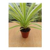 Ravza Çiçekçilik Chlorophtyum Comosun Variegata ( Kurdele Çiçeği Dışı Beyaz Içi Yeşil ) ( 5,5 Cm )
