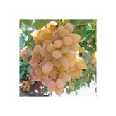 Razaki Üzüm Fidanı 10-20 Cm