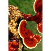 Reishi Ganoderma Lingzhi Mantar Tohumu +5000 Adet