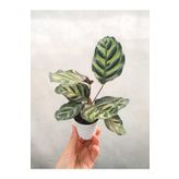 retro çiçekçilik Mini Saksıda Kalatya Calathea Makoyana Bitkisi