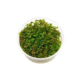 Rotala Macrandra In Vitro Canlı Bitki
