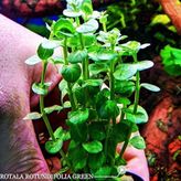 Rotala Rotindifolia Akvaryum Bitkileri 5 Dal