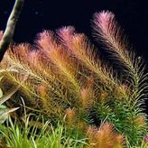 Rotala Wallichii Saksı Canlı Bitki