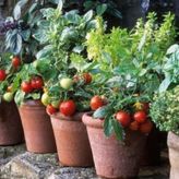 RUS CHERRY DOMATES (SAKSI TOPRAK EKİM SETİ)
