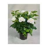 Sade Beyaz Gül Fidanı 10-20 Cm