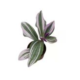 Saksıda Tradescantia Nanouk Telgraf Çiçeği 10-20 cm