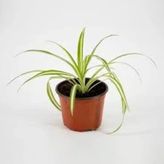 Saksılı Kurdela Çiçeği Fidanı Canlı Çiçek 10-20 Cm