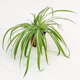 Saksılı Kurdele Çiçeği Chlorophytum Comosum Variegatum 10-20 Cm