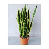 Sanseveria Kılıç Çiçeği Canlı Topraklı Bitki, BTSR316