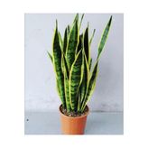 Sanseveria Kılıç Çiçeği Canlı Topraklı Bitki, SBC1043