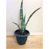 Sanseveria Trifasciata Kılıç Bitkisi İç Mekan