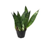 Sansevieria Zeylanica (Paşa Kılıcı)