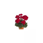 Sardunya Çiçeği Kırmızı 10-20 Cm