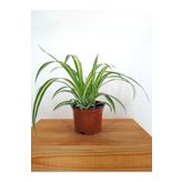 Sarı Alacalı Kurdele Çiçeği Chlorophytum Comosum 20-40Cm, SRD03022025BYB599