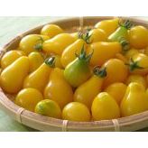 Sarı Ampul Cherry Domates