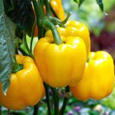 Sarı Dolma Biber Tohumu 10 Gr Paket