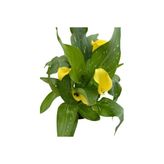 Sarı Gelin Çiçeği Gala Çiçeği Sarı 15-25 Cm