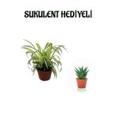 Sarı Yeşil Yapraklı Kurdele Çiçeği Sevgililer Gününe Özel Sukulent Hediyeli, BTS001NA2817