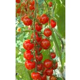 SARKAN CHERRY DOMATES (SAKSI TOPRAK SETİ )