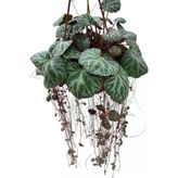 Saxifraga Stolonifera (Gelin Teli Çiçeği)