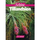 Schöne Tillandsien
