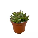 Sedum Adolphi (Sukulent)
